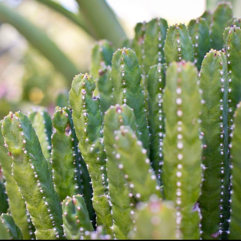 Cactus Print